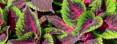 Vitaminas Antioxidantes - protegen las células